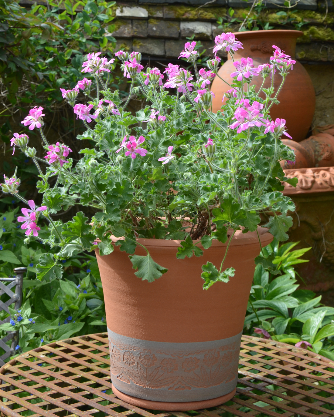 Planted wild primula pot